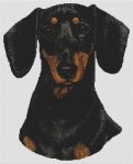 Dachshund - Black & Tan (image for) Dachshund - Black & Tan